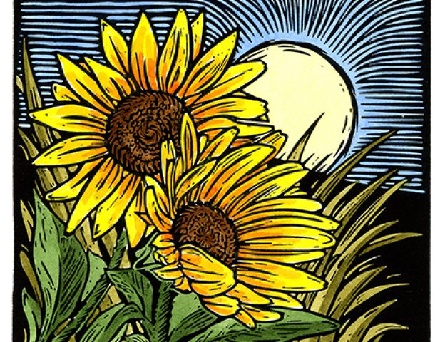 Morning Sunshine Morning Sunshine